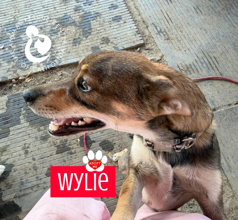 Wylie thumbnail 3