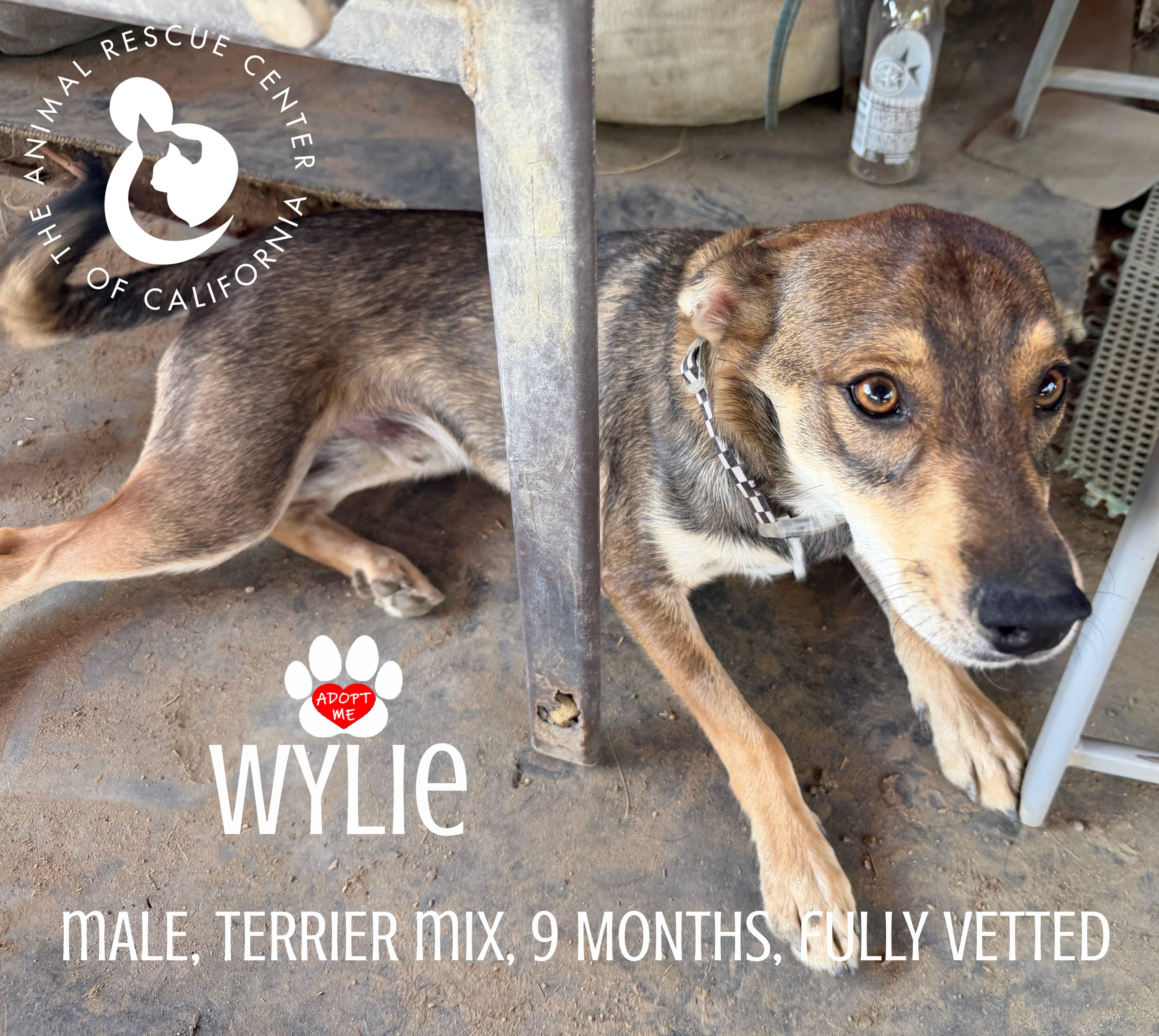 Wylie thumbnail 4