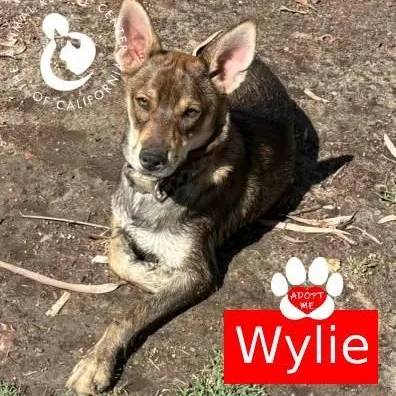 Wylie thumbnail 5