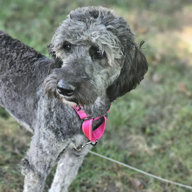 A young medium-sized female Aussiedoodle dog named Shaggy Sue Springfield for adoption in O Fallon, IL