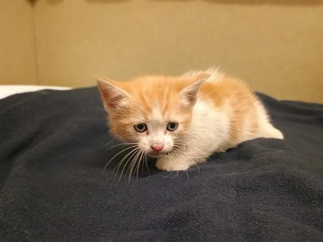 A baby small-sized male Domestic Short Hair cat named A for adoption in Moreno Valley, CA
