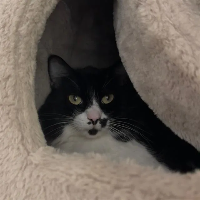 An adult small-sized female Domestic Short Hair cat named Tokyo for adoption in Centerville, MA