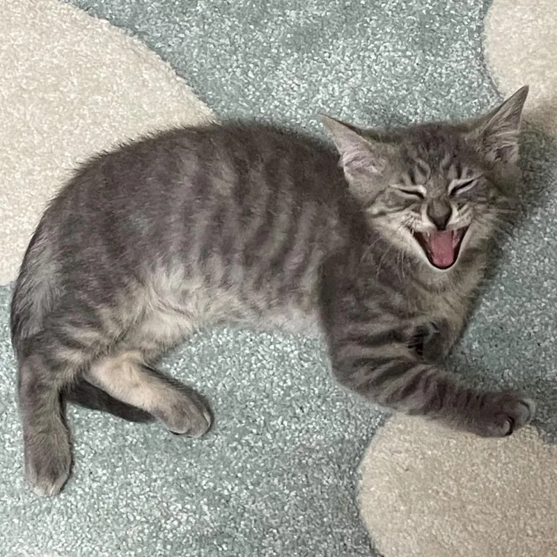 A baby medium-sized male Domestic Short Hair cat named Bubbly Bingley for adoption in York, PA