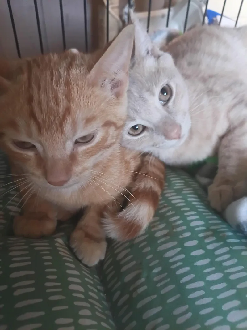A young medium-sized male Cream Point Domestic Short Hair cat named Sammi & Riley for adoption in Franklinville, NJ