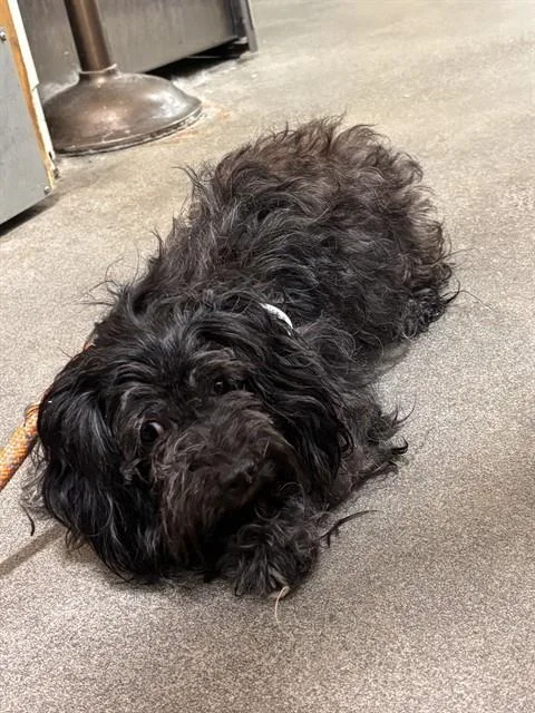 An adult small-sized female Shih Tzu dog named Panthera for adoption in Upper Marlboro, MD