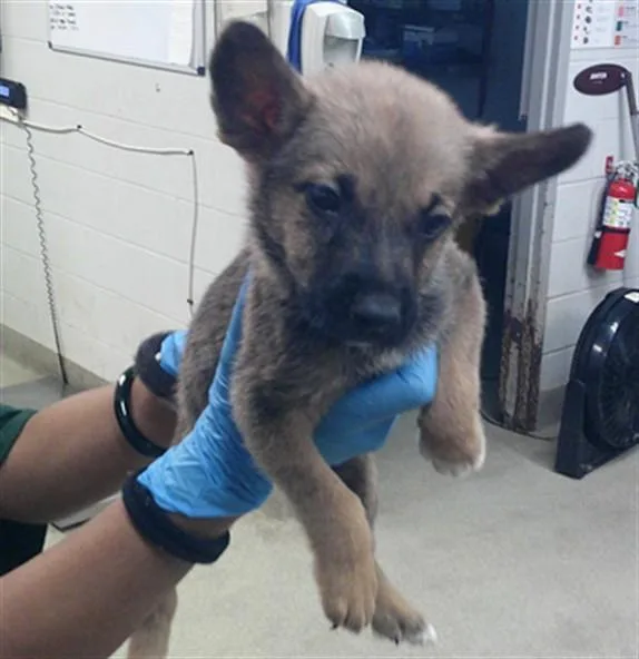 A baby small-sized male German Shepherd Dog dog named A for adoption in Oklahoma City, OK