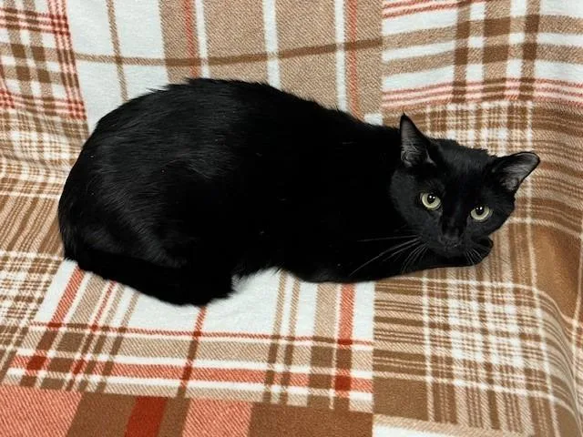 Mrs Norris thumbnail 2