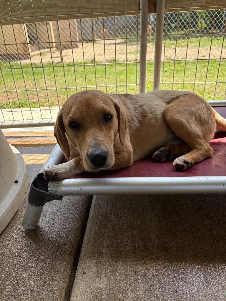 A young medium-sized male Labrador Retriever dog named Dash for adoption in Fayetteville, TN