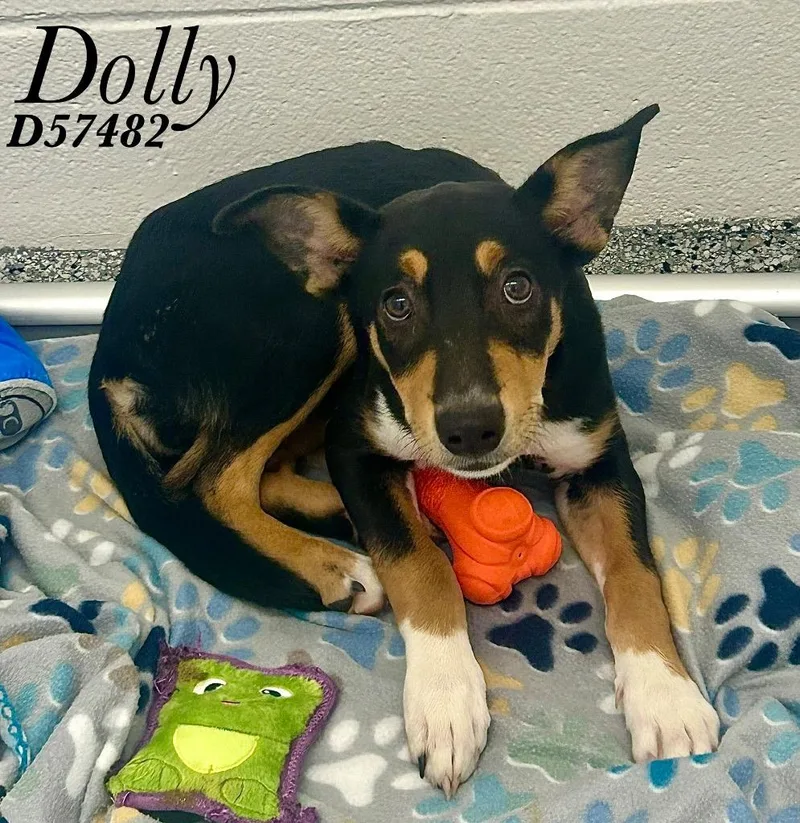 Dolly