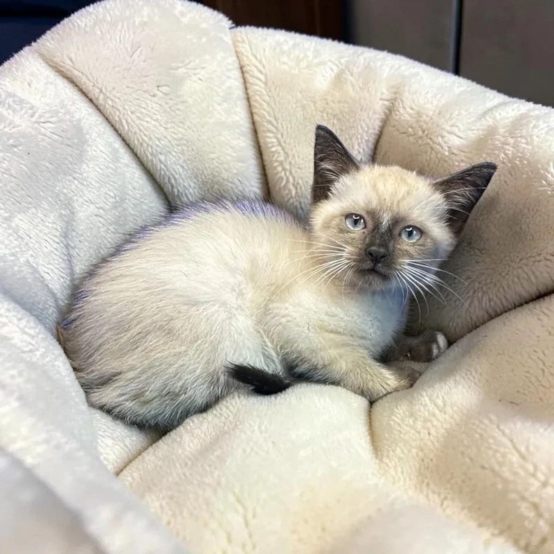 Silakat