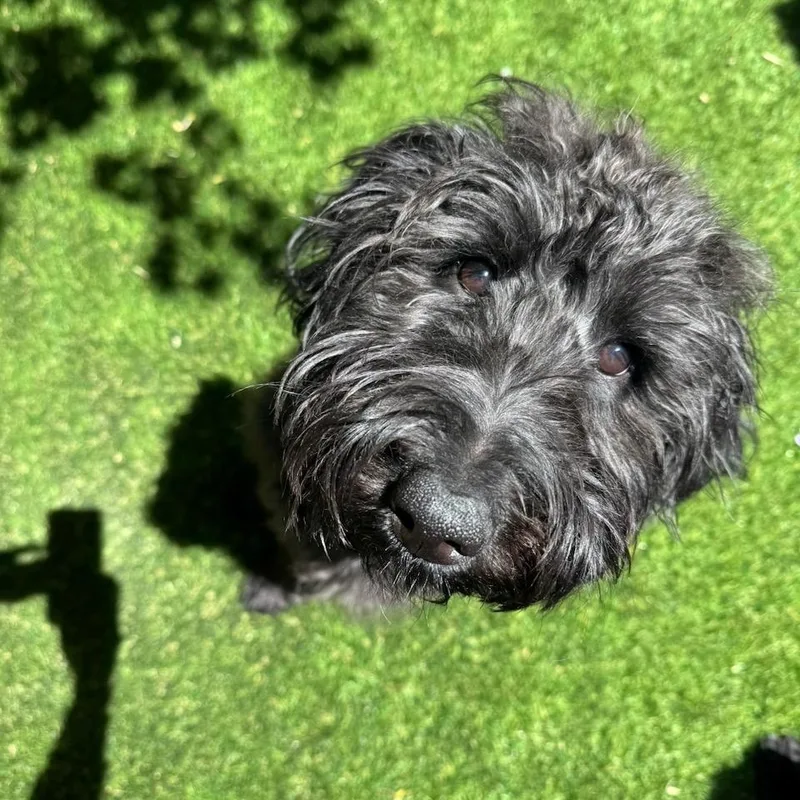 A young medium-sized female Black Labradoodle dog named Leyla Washington for adoption in Houston, TX