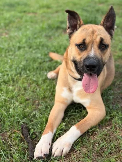 An adult large-sized male Shepherd dog named Thomas Jefferson for adoption in Conway, SC