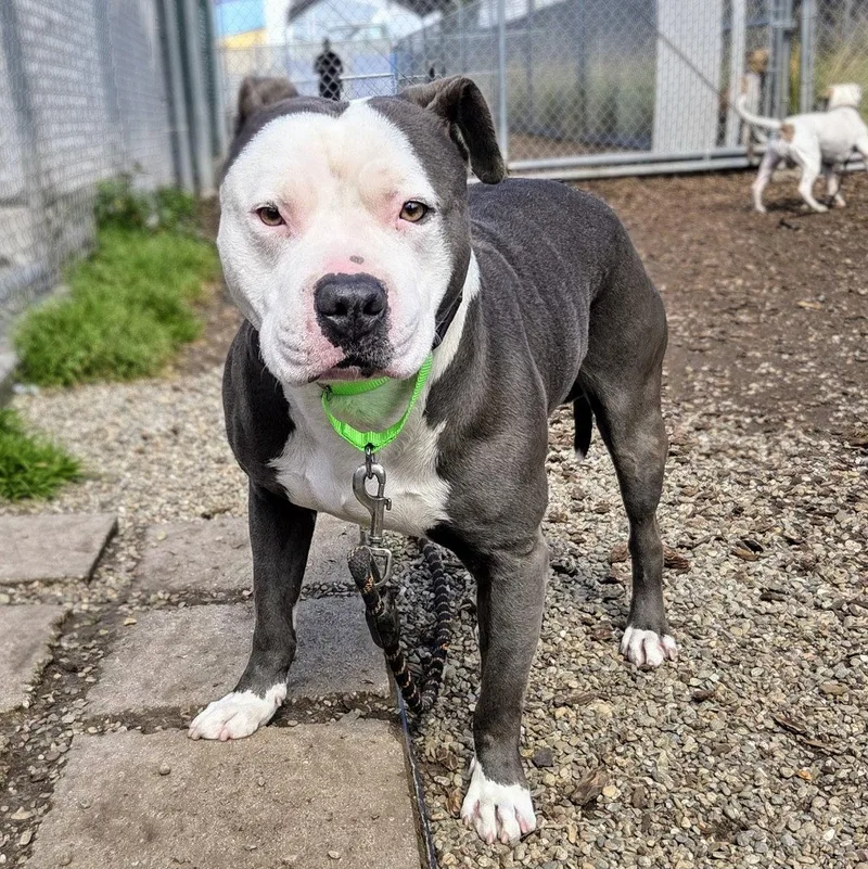 A young large-sized male Pit Bull Terrier dog named Bertie for adoption in Oakland, CA
