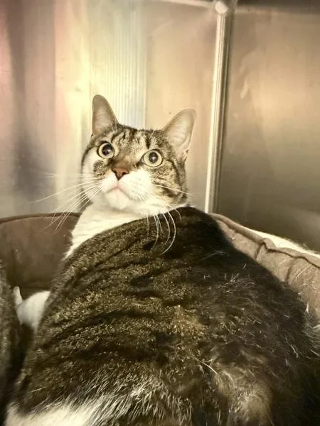 A senior small-sized female Domestic Short Hair cat named Mini for adoption in Virginia Beach, VA