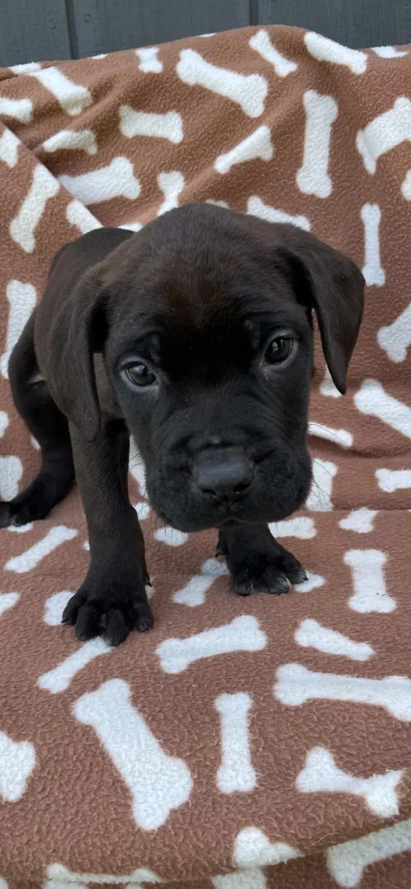 A baby extra large-sized female Black Cane Corso dog named Onyx for adoption in Lincoln University, PA