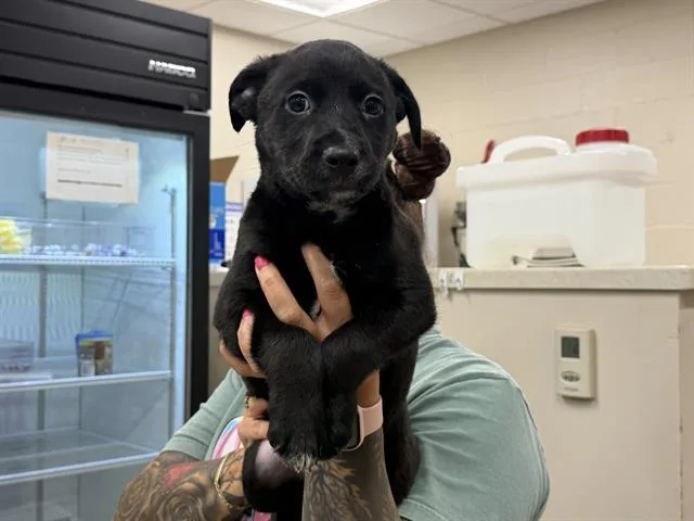 A baby small-sized male Border Collie dog named Ice Cube for adoption in Grand Prairie, TX