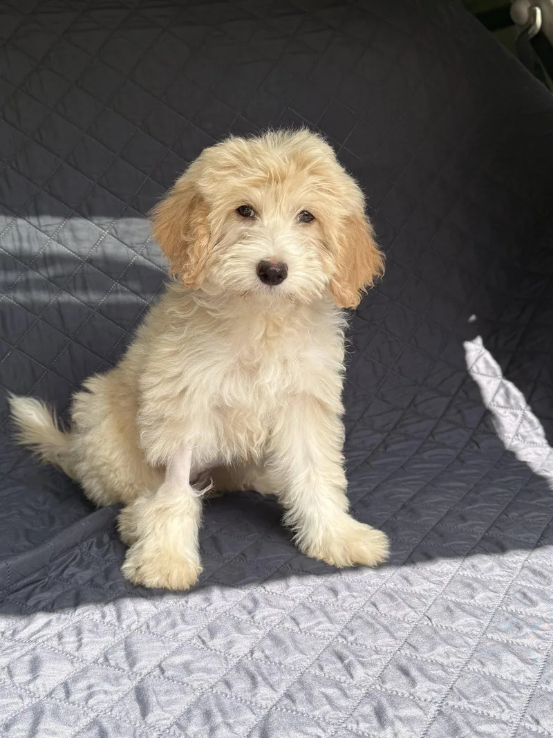 A young medium-sized female Poodle dog named Vanilla for adoption in Nashville, TN