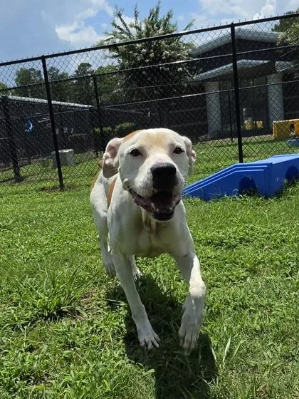 An adult large-sized female Boxer dog named Creek for adoption in Conway, SC