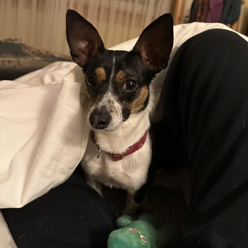 Roxy thumbnail 2