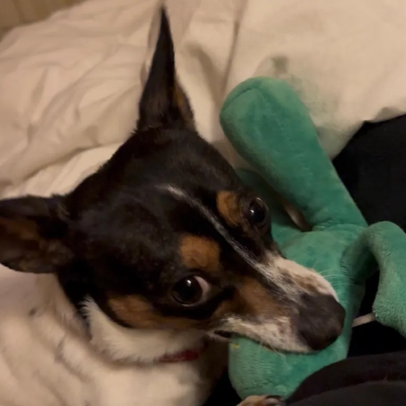 Roxy thumbnail 3