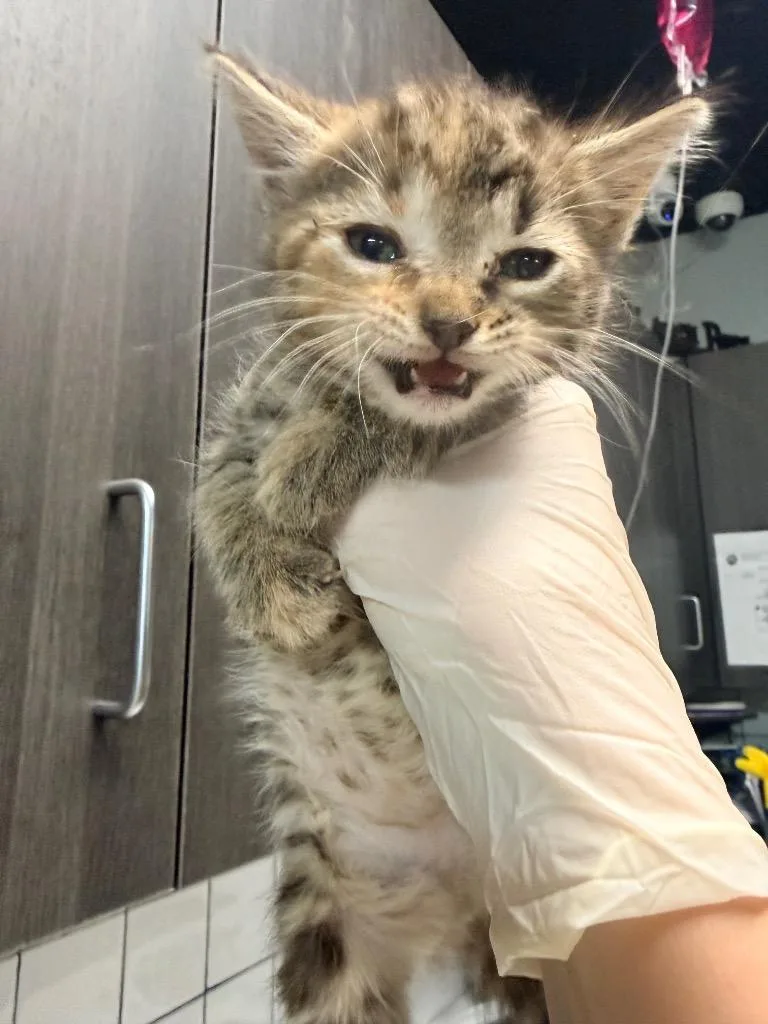 A baby medium-sized female Domestic Short Hair cat named Sylvia for adoption in Huntington, IN