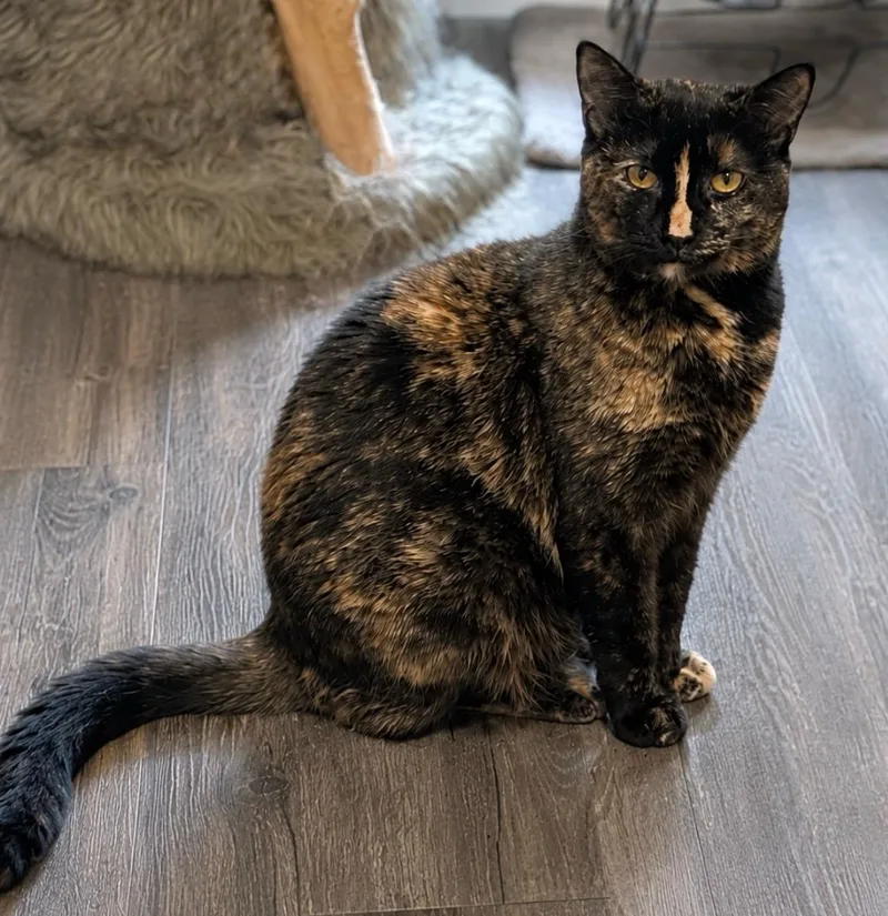 A young medium-sized female Tortoiseshell Domestic Short Hair cat named Pixie for adoption in Stoughton, WI