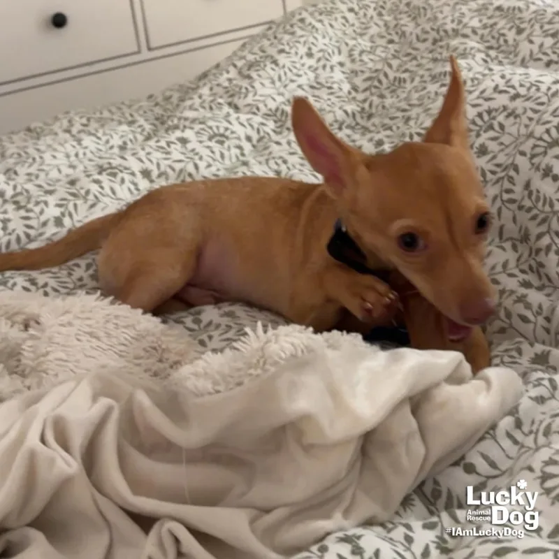A young small-sized male Chihuahua dog named Bruno for adoption in Washington, DC