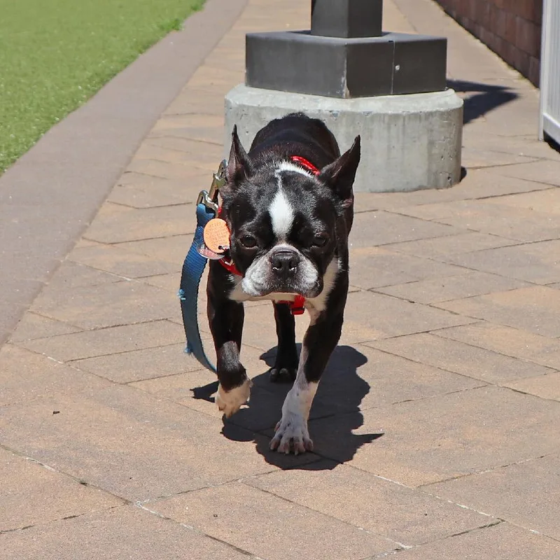 An adult small-sized female Tricolor (Brown, Black, & White) Boston Terrier dog named Maisy for adoption in Port Washington, NY