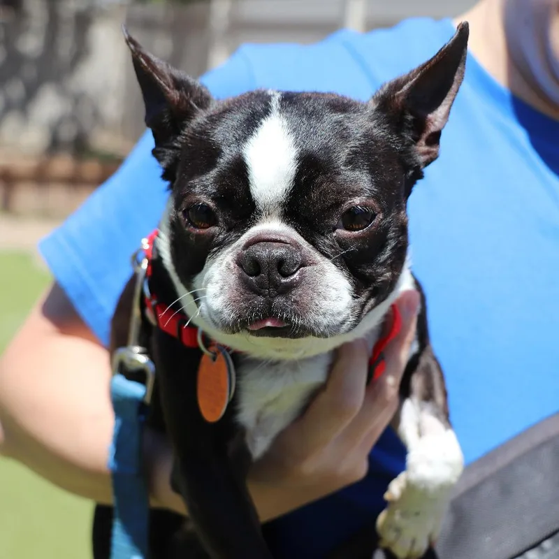 Maisy thumbnail 3