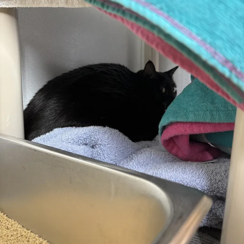 An adult large-sized male Black Domestic Short Hair cat named Bean for adoption in Dover, NH