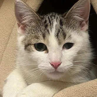 A young medium-sized male Brown / Chocolate American Shorthair cat named Zuko for adoption in South Elgin, IL