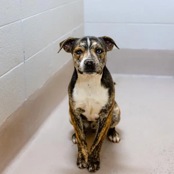 Pen  Pablo thumbnail 3