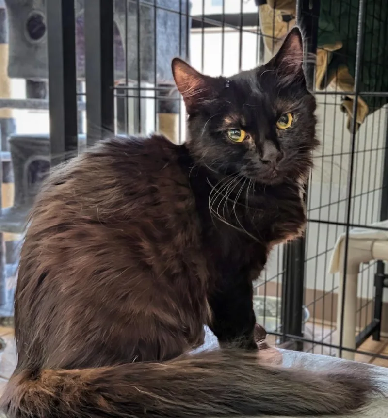 A baby medium-sized female Domestic Long Hair cat named Salem for adoption in Peoria, AZ