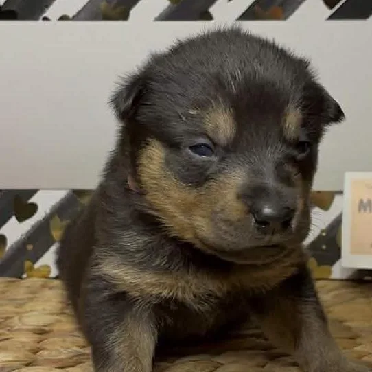 A baby medium-sized male Black Shepherd dog named Michelangelo for adoption in Brainerd, MN
