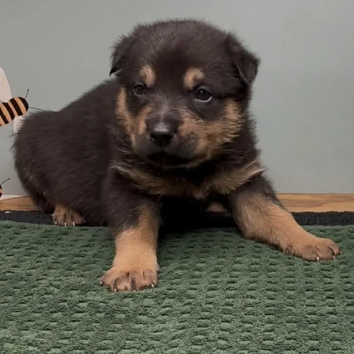 Michelangelo thumbnail 2