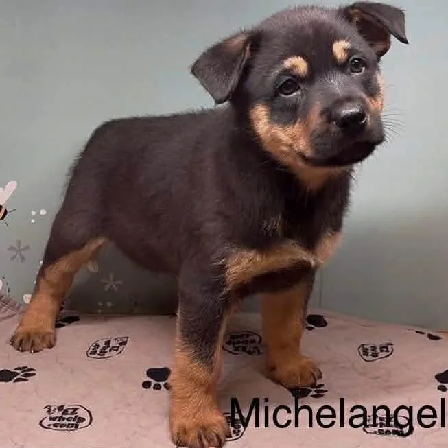 Michelangelo thumbnail 3