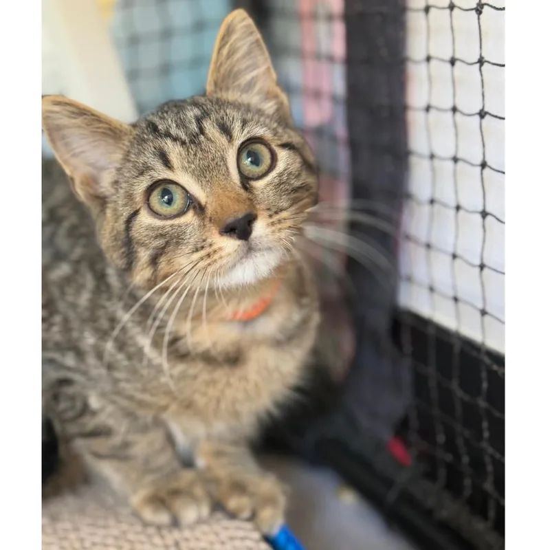 A baby small-sized male Brown / Chocolate Domestic Short Hair cat named Brownie for adoption in Ridgely, MD
