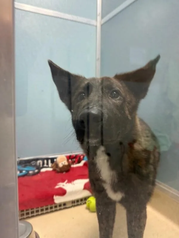 Cheese Whiz thumbnail 2