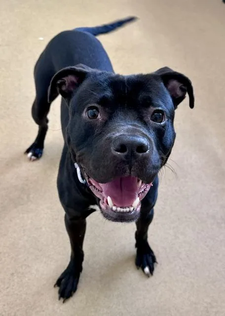 A young medium-sized male Pit Bull Terrier dog named Hermoso for adoption in Derwood, MD