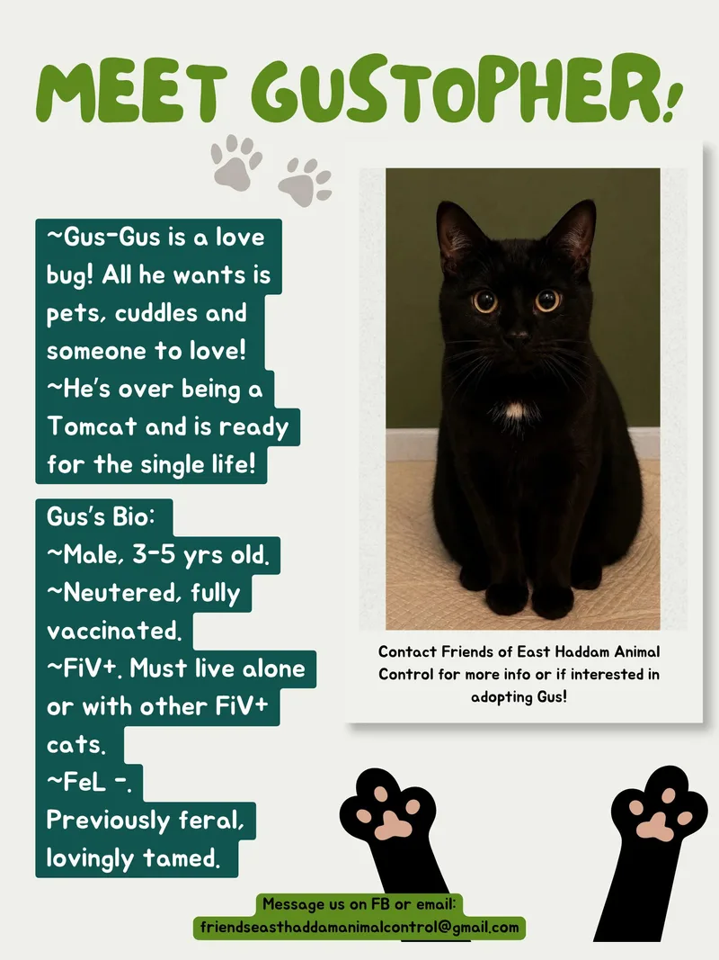 A young medium-sized male Black Domestic Short Hair cat named Gustopher for adoption in Moodus, CT