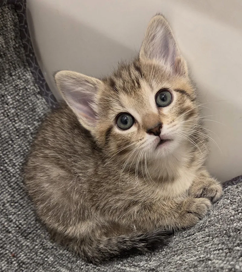 A baby small-sized female Domestic Short Hair cat named Tilly for adoption in Pittsboro, NC