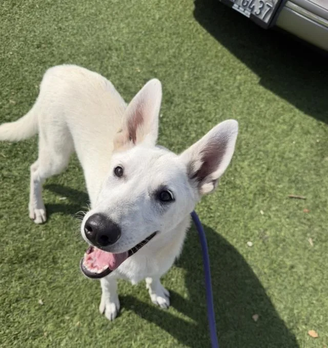 A young medium-sized female German Shepherd Dog dog named Sugar for adoption in Santa Barbara, CA