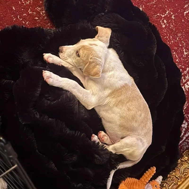 A baby medium-sized male American Staffordshire Terrier dog named Major for adoption in Long Island City, NY