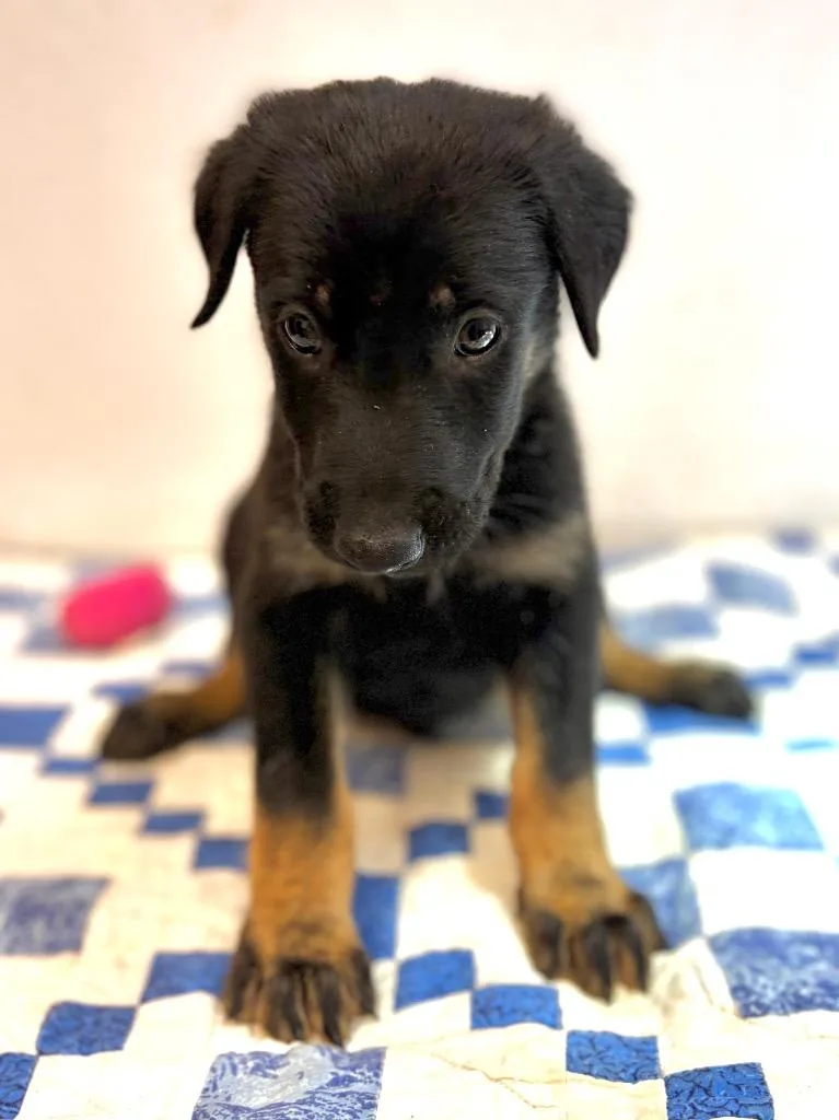 A baby large-sized male Shepherd dog named Jeremiah for adoption in Lockhart, TX