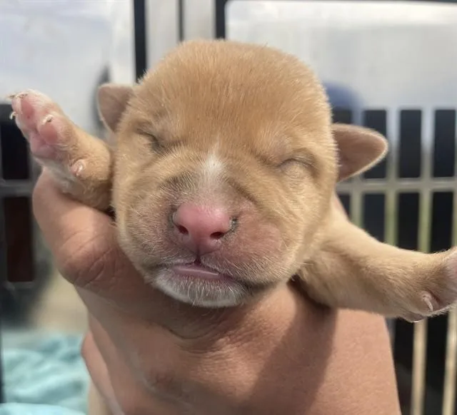 A baby small-sized male Mixed Breed dog named Emma for adoption in Dallas, TX