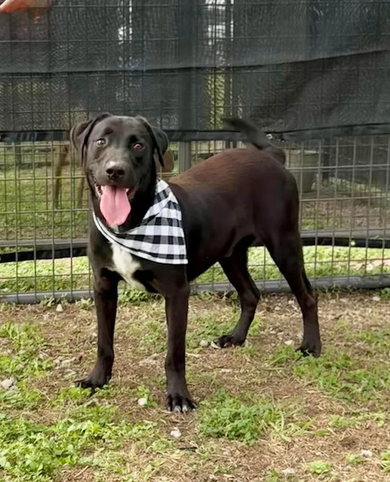 An adult large-sized male Black Mixed Breed dog named Nate for adoption in Scott, LA