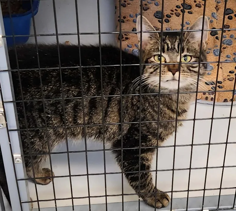 A baby small-sized male Domestic Short Hair cat named Tigger for adoption in Republic, MO
