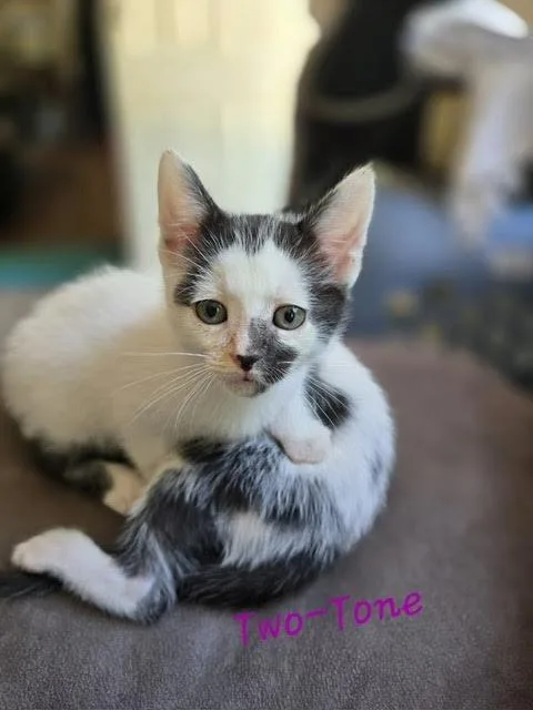 A baby medium-sized female Domestic Short Hair cat named Twotone for adoption in Madison, GA