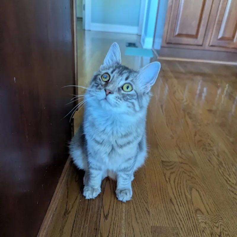 A young small-sized male Gray / Blue / Silver Domestic Long Hair cat named Jaspurr for adoption in La Grange, KY