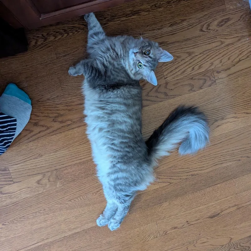 Jaspurr thumbnail 2